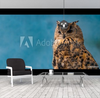 Picture of Beautiful eagle owl on blue background with copy space